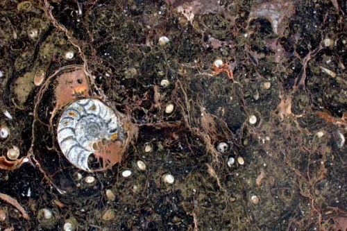 Натуральный камень Marron fossil - Маррон фоссил в Санкт-Петербурге